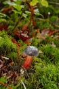 Zeller's Bolete: Edible, but reportedly a bit slimy tasting